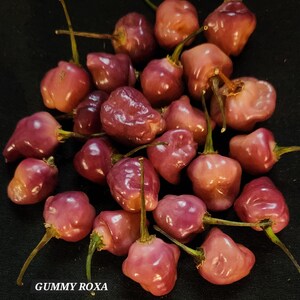 May include: A close-up of a pile of small, bright purple peppers. The peppers are all about the same size and have a slightly wrinkled texture. The text "GUMMY ROXA" is visible at the bottom of the image.