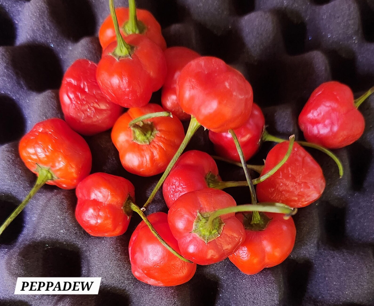 Peppadew (malawi Piquante) Pepper Seeds - Etsy