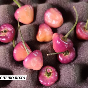 Cheiro Roxa pepper seeds