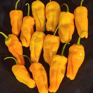 Orange Pepperoncini pepper seeds