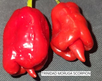 Trinidad Moruga Scorpion pepper seeds