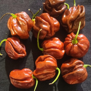 Scotch Bonnet chocolate pepper seeds
