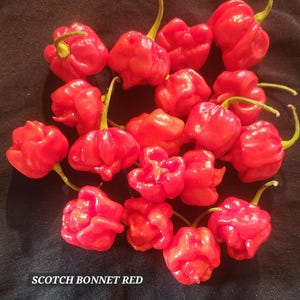 Scotch Bonnet red pepper seeds