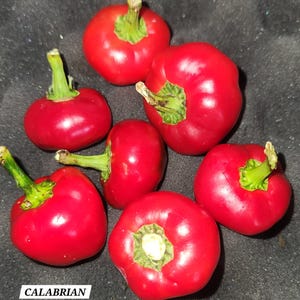 Calabrian pepper seeds