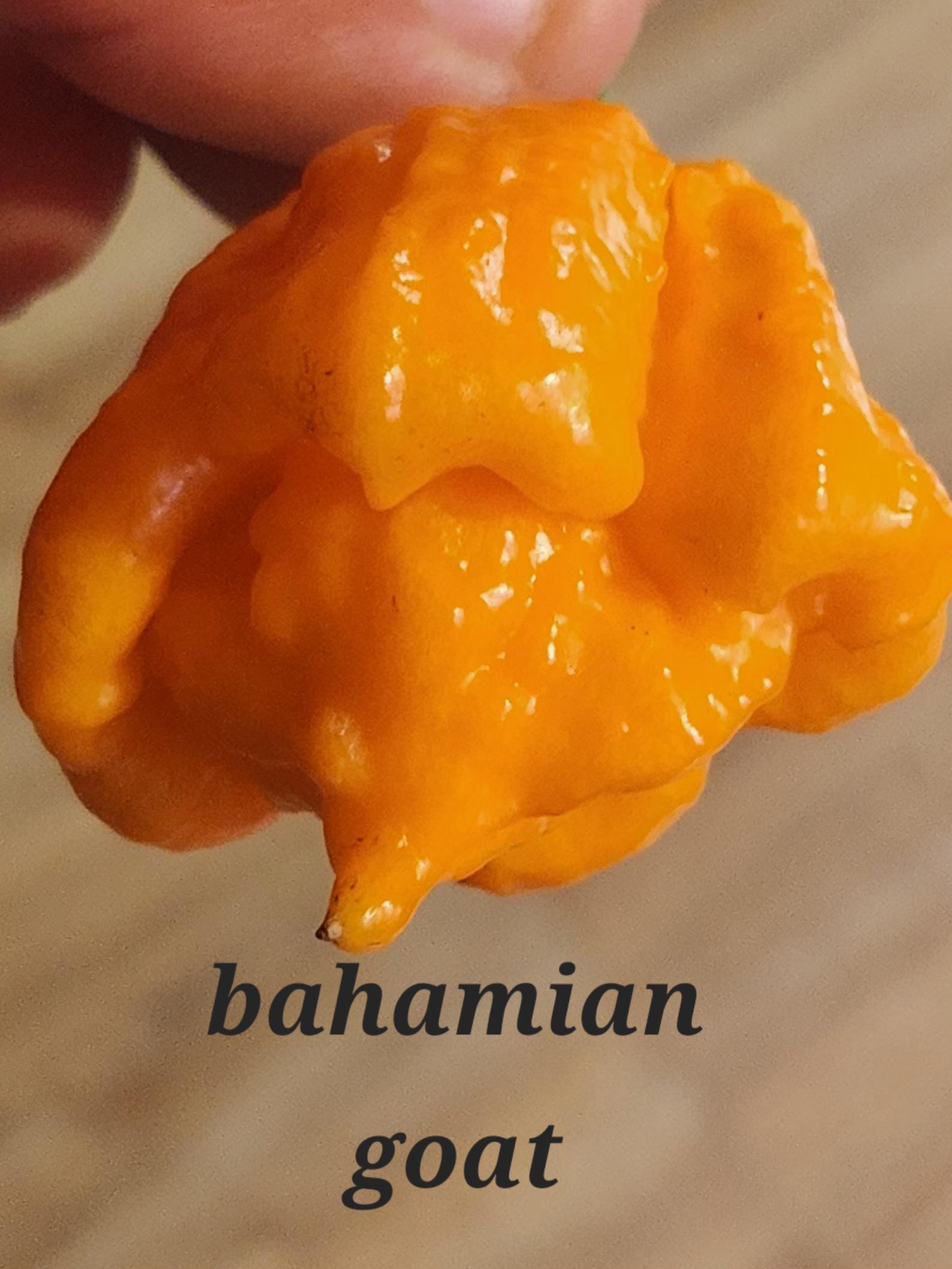 Bahamian Goat pepper seeds