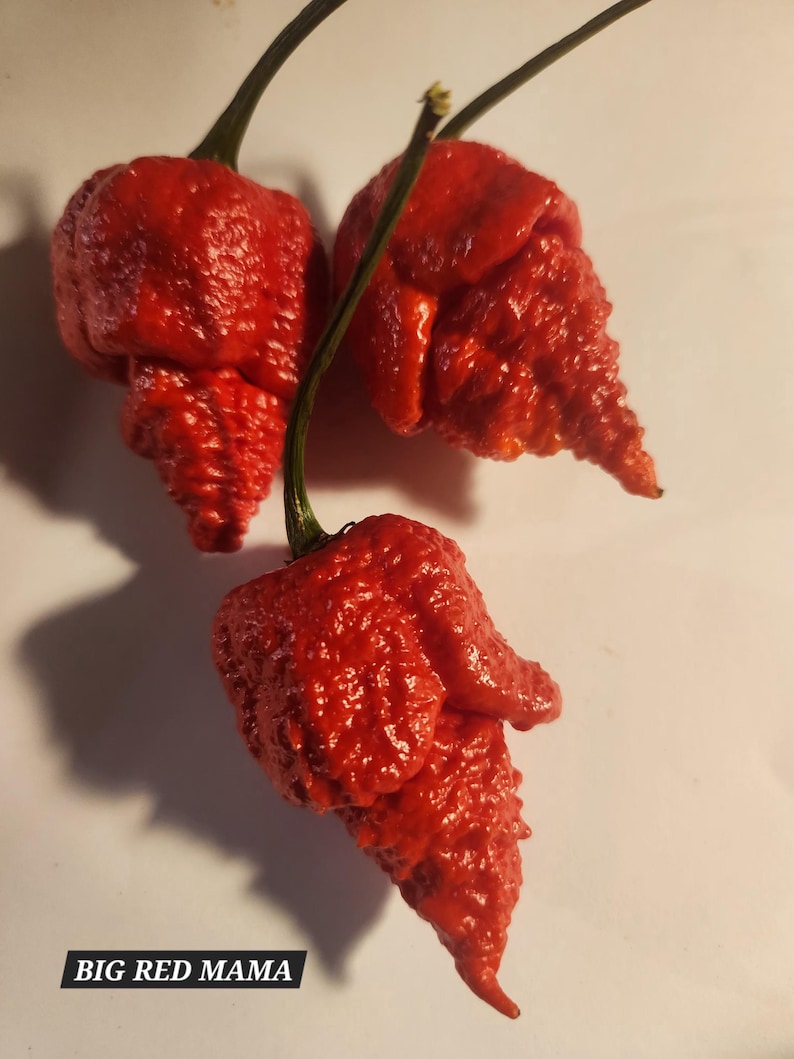 Big Red Mama Pepper Seeds - Etsy
