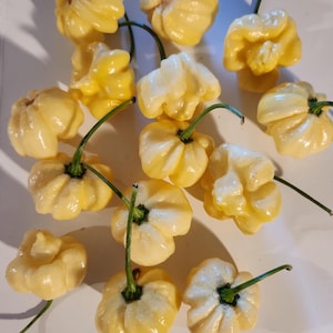 Scotch Bonnet white pepper seeds