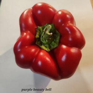 Purple Beauty Bell pepper seeds
