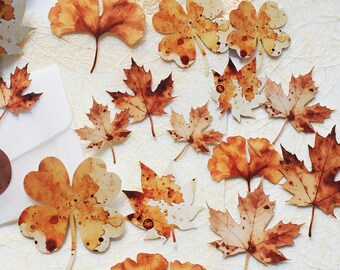 15PCS Watercolor Autumn Leaf, Butterfly, and Flower Stickers – Vintage Theme Sticker for Scrapbook, Journal, DIY Crafts, and Embellishment