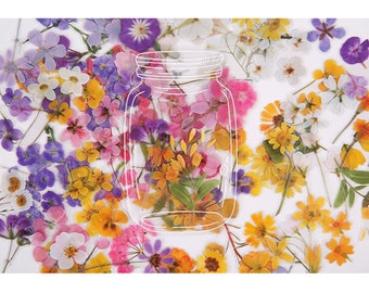 Op de afbeelding: Een verzameling geperste bloemen in verschillende tinten roze, paars, geel en wit, gerangschikt rond een heldere glazen pot met een witte omtrek.