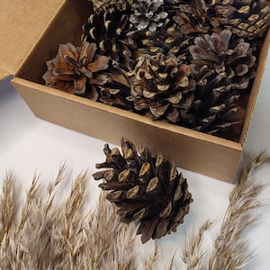 30 pcs  Pine cones dry natural untreated for DIY crafts,wedding decor,flower projects,Christmas decor, eco tree decoration,crafts for kids