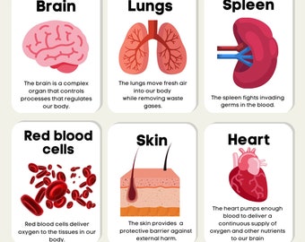 Cartões flash de anatomia humana, partes do corpo científico, crianças, ciências educacionais, aprendizado pré-escolar