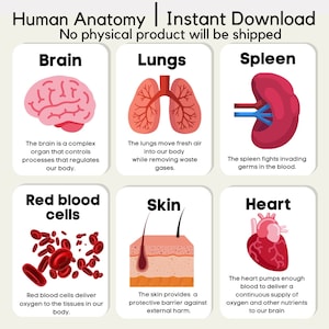 Menselijke anatomie Flashcards Delen van het lichaam Wetenschappelijk lichaam Kinderen Onderwijskunde Kinderen leren kleuterschool