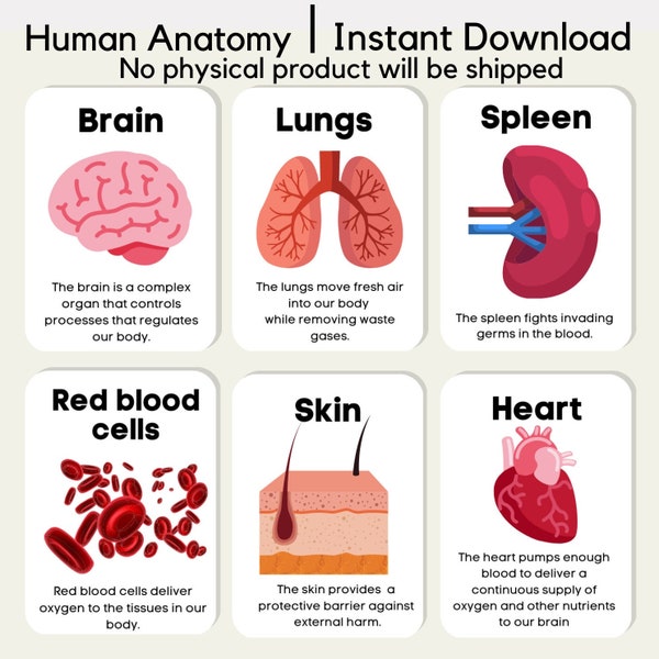 Human Anatomy Printable Biology Diagrams