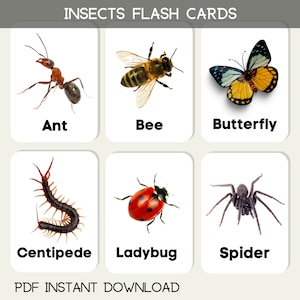 Insekten Flash-Karten Kinder pädagogisches Lernen PDF druckbare Karten Download Aktivität