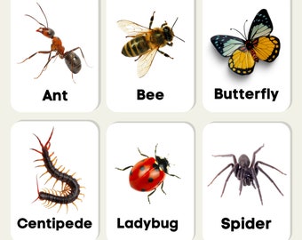 Insects Flash Cards Children Educational Learning PDF Printable Cards Download Activity