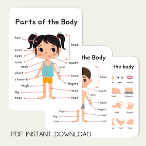 Parts of the Body Posters x 3 Kids learning Human Anatomy Educational Preschool Toddler Science Activity Circle Time