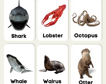 Sea Animals Flash Cards Children Educational Learning PDF Printable Cards Download Activity