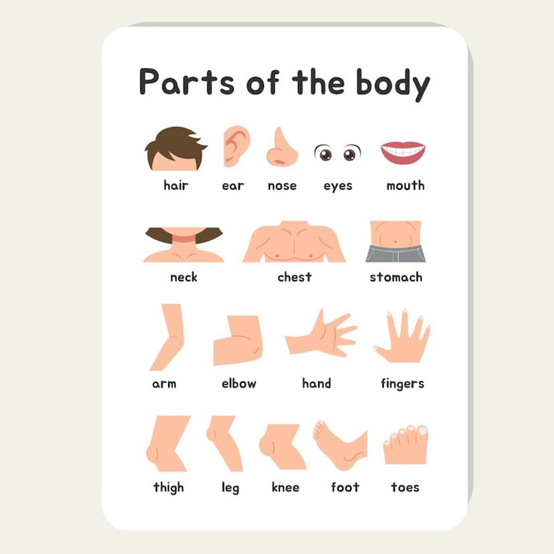Parts of the Body Posters X 3 Kids Learning Human Anatomy Educational ...