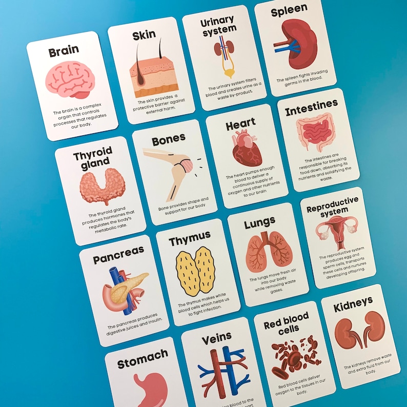 Human Anatomy Flash Cards Parts of the Body Scientific Body Children Biology Diagrams