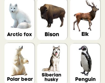 Arctic Animals Printable Flash Cards Preschool Children Kids Learning Activity Download Preschool Homeschool EYFS
