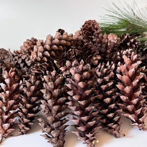 White Pine, Pinecones, Pinecones For Christmas Decor