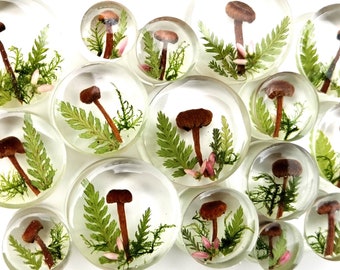 Real Mushroom Plug, Double Flare , Resin Plug with Mushroom and Moss, Forest Ear Plug, Mushroom Tunnels, Natural Plugs, Forest Lover Gauges