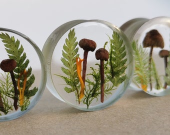 Real Mushroom Plug, Double Flare , Resin Plug with Mushroom and Moss, Forest Ear Plug, Mushroom Tunnels, Natural Plugs, Forest Lover Gauges