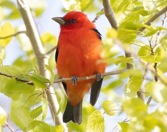 Scarlet Tanager Bird Photo, Nature Wall Art Print