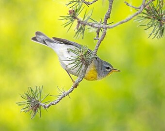 Northern Parula Photograph, Colorful Songbird Print, Birding Wall Art