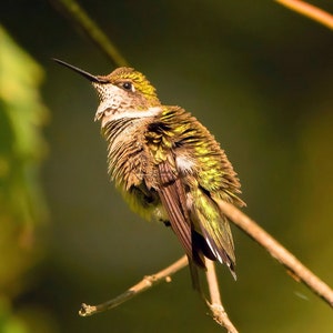 Ruby-throated Hummingbird Print, Ruffled Feathers, Golden Hour Photography