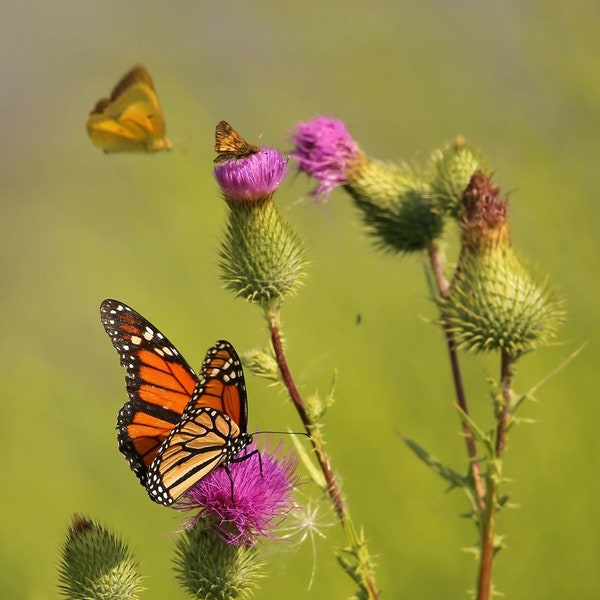 Monarch Butterfly Photography Print | Thistle Flower | Floral Photo | Botanical Wall Art | Purple Wildflower Picture | Chartreuse Wall Art