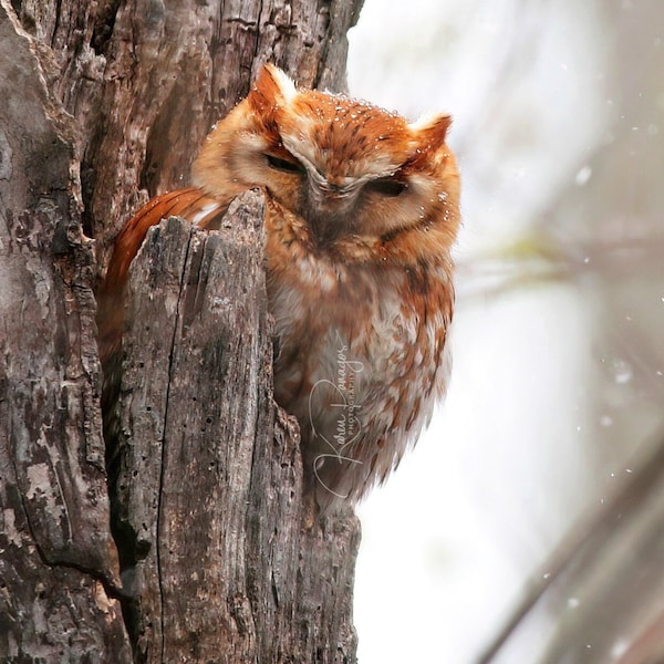 Red Eastern Screech Owl Print, Michigan Wildlife Photo, Birdwatching Photography, Noctunal Animal Art, Borb Bird, Winter Snow