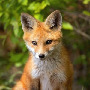Red Fox Photo, Wildlife Photography, Baby Fox Puppy, Nature Wall Art, Fox Picture, Unframed Print, Kit