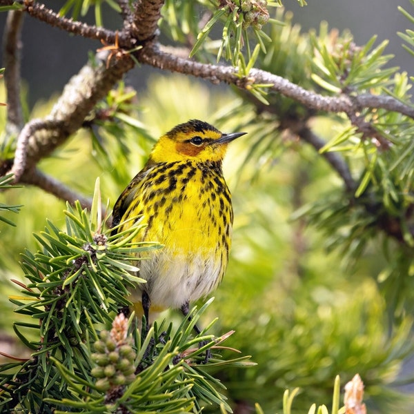 Cape May Warbler Photo, Bird Photography, Yellow Bird Picture, Songbird Print, Yellow Bird Decor, Cute Bird Pic, Colorful Bird Wall Art