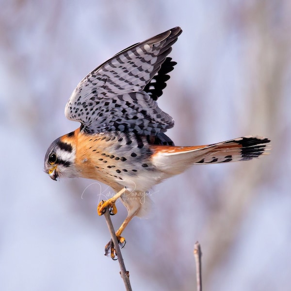 American Kestrel Stretching its Wings Print, Falcon Photo For Your Favorite Birdwatcher, Photography In Michigan, Cute Animals, Bird of Prey