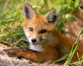 Red Fox Kit Photo | Fox Print Picture | Baby Animal Photo for Nursery | Forest Animal Photograph | Adorable Fox | Fox Cub Pup | 11x14 & more
