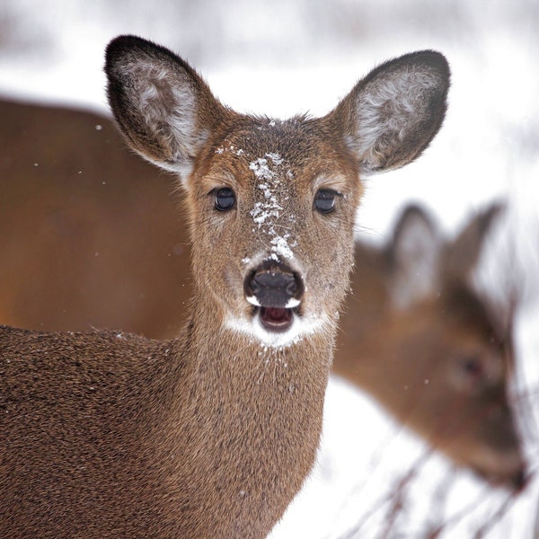 Deer In Snow Photo | Doe Picture |  Wall Art Print | Deer Photography | Winter Nature Decor | Whitetail Deer Photographs  | White Tail Deer