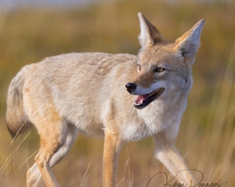 Coyote Print | Yellowstone Animal Photography | Ready To Hang | Wyoming Wall Art | Wildlife Photo