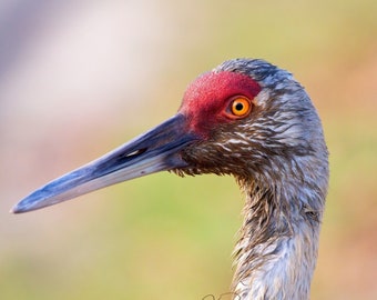 Sandhill Crane Portrait Print, Michigan Wildlife Photography