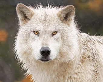 White Wolf at Yellowstone Photo Print, Wolf Photography, Wild Wolves Photograph, Wilderness Pic, Rustic Wolf Wall Art Picture, Wolf In Woods