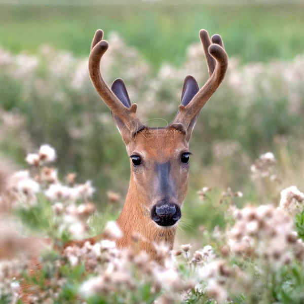 Deer With Antlers Print | White-Tailed Deer Photo | Nature Photography | Wildlife Wall Art | Home Decor | Woodland Animal, Forest Photograph