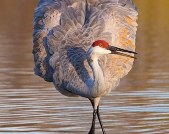 Sandhill Crane Photo | Bird Photography | Coastal Decor | Sand Hill Crane Picture | Nature Pic | Crane Photograph | Wildlife Wall Art Print