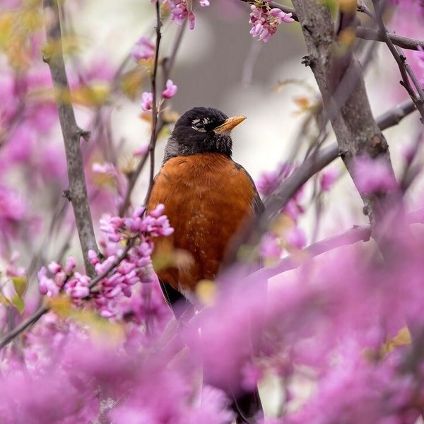 Robin Print | Bird With Flowers Photo | Pink Floral Photograph | Bird Photography | Spring Wall Art | Backyard Bird Home Decor