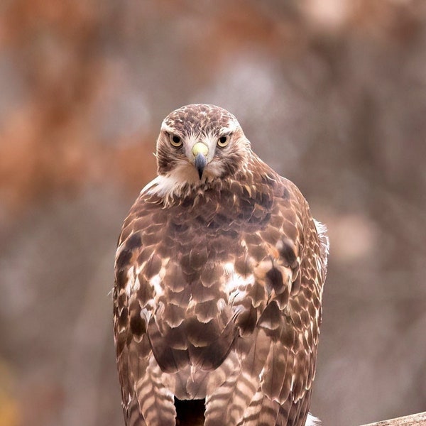 Red-Tailed Hawk Photo, Bird Photography, Bird of Prey Picture, Hawk Photograph, Ready To Hang, Wildlife Poster, Red Tailed Hawk Print