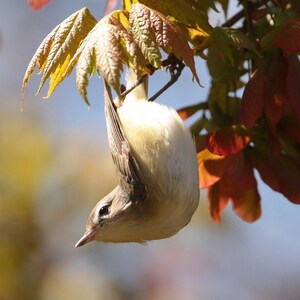 May include: A small, light brown bird hangs upside down from a branch with red maple seed pods. The bird's head is tilted back, and its white underbelly is visible.