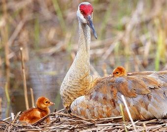 Sandhill Crane with Chicks Print | Bird Photograph | Nature Photography | Crane Picture | Baby Animal | Fine Art Photo | Sand Hill Crane Pic
