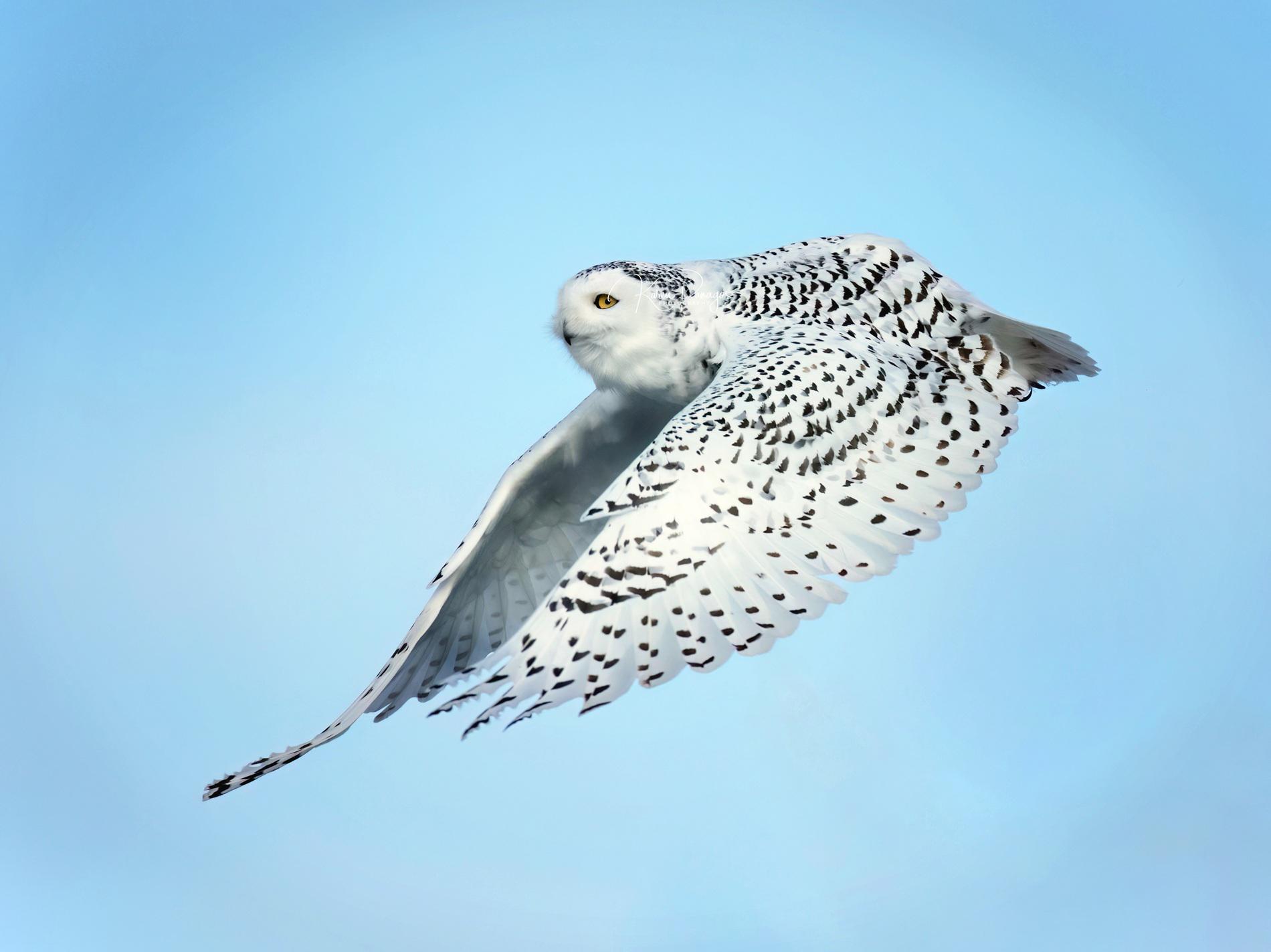 Snowy Owl Flying Photo Print | Bird Photography | White Owl Picture | Winter Wildlife | Arctic Owl P
