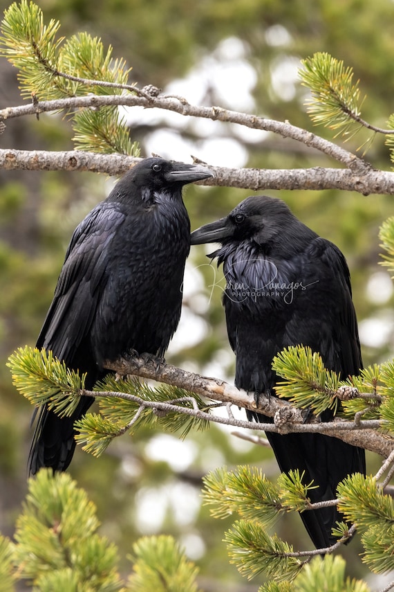 Two Ravens in a Treen Earrings Two Ravens in a Treen Earrings