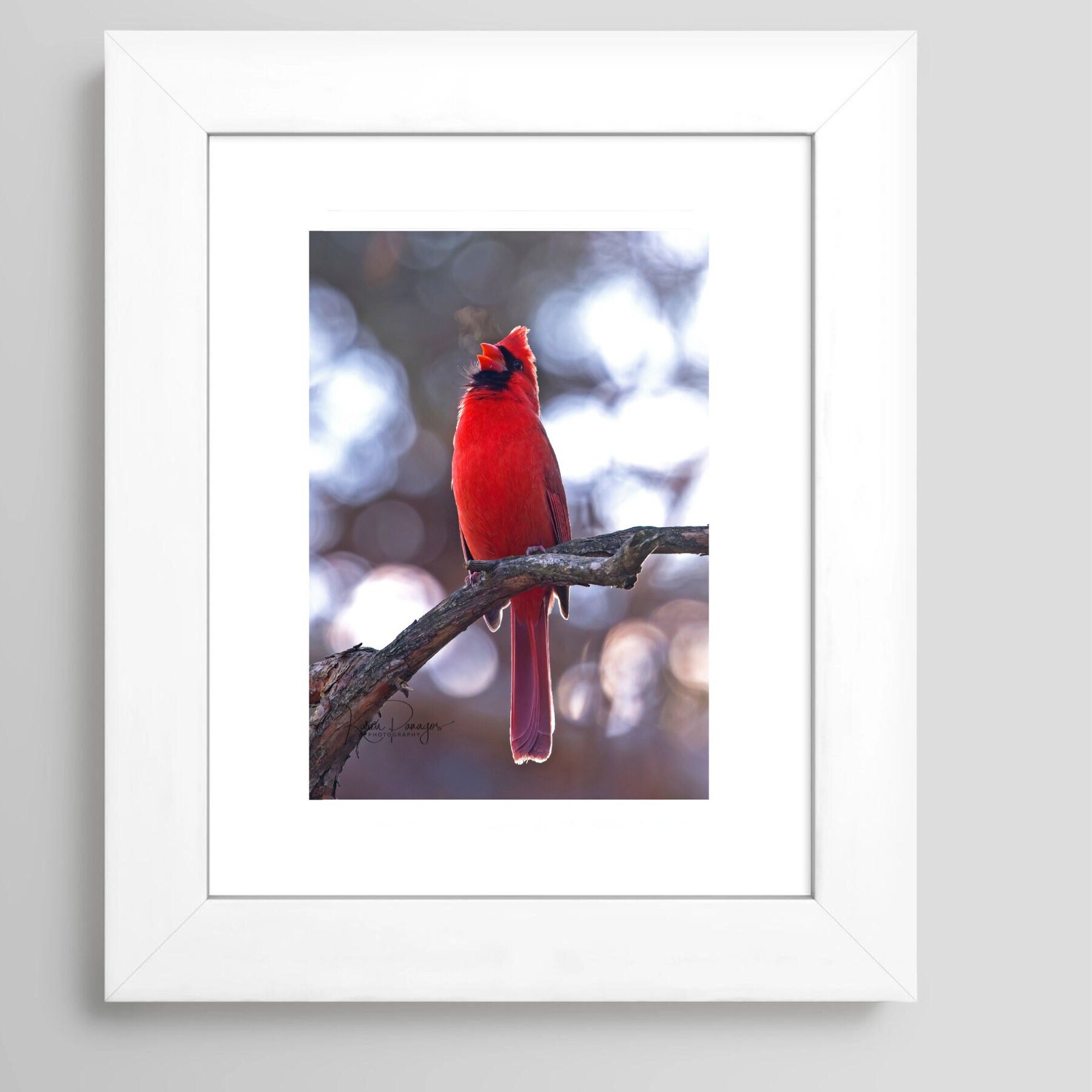 Red Cardinal Singing With Misty Breath Print, Red Bird Art